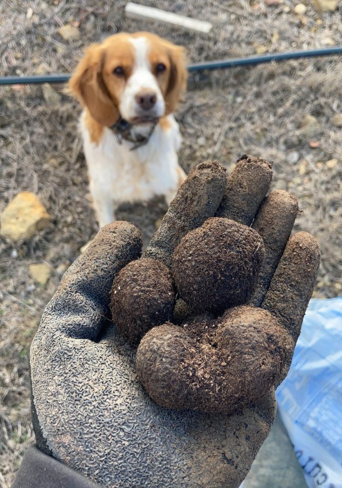 Masía la Torre - foto de trufas