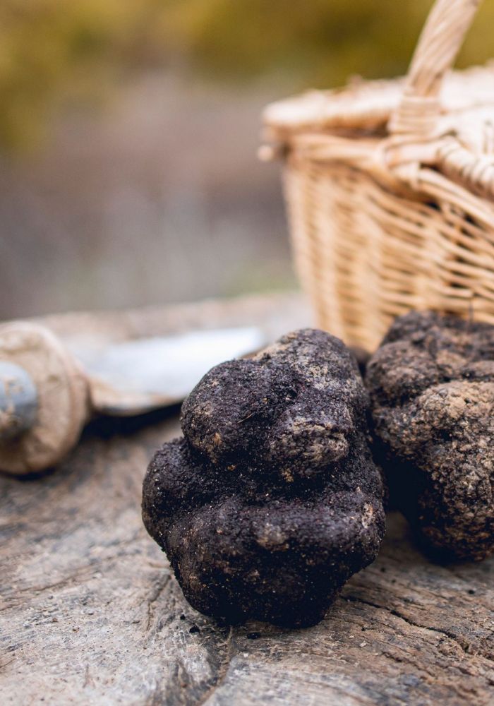 Masía la Torre - foto de trufas